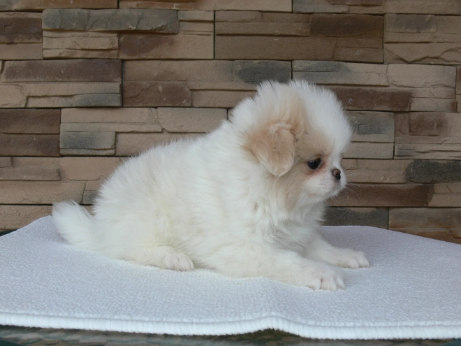 Japanese Chin puppy for sale