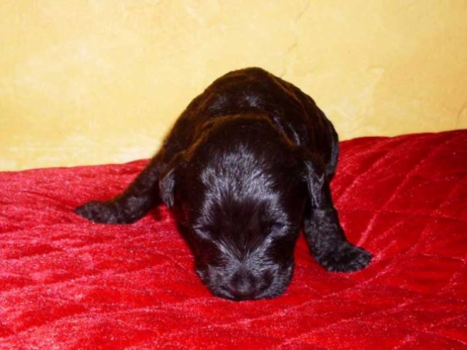 Kerry Blue Terrier puppy for sale