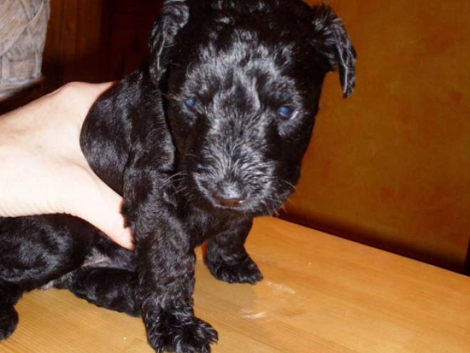 Kerry Blue Terrier puppy for sale
