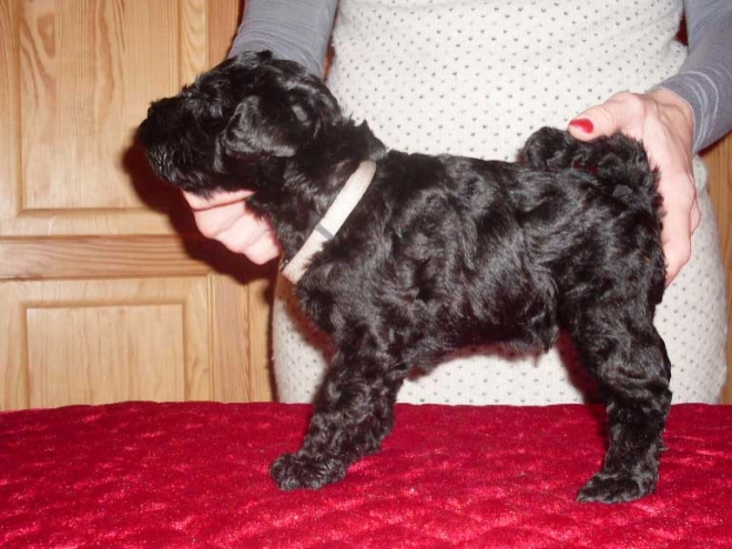 Kerry Blue Terrier puppy for sale