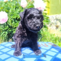 Arthur, blue Kerry Blue Terrier for sale