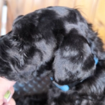 Arthur, blue Kerry Blue Terrier for sale