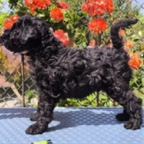 Barney, blue Kerry Blue Terrier for sale