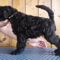 Barney, blue Kerry Blue Terrier for sale
