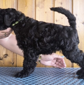 Kerry Blue Terrier puppy for sale