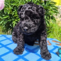 Mandrake, blue Kerry Blue Terrier for sale