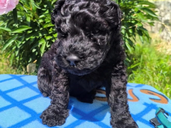 Kerry Blue Terrier Welpe kaufen