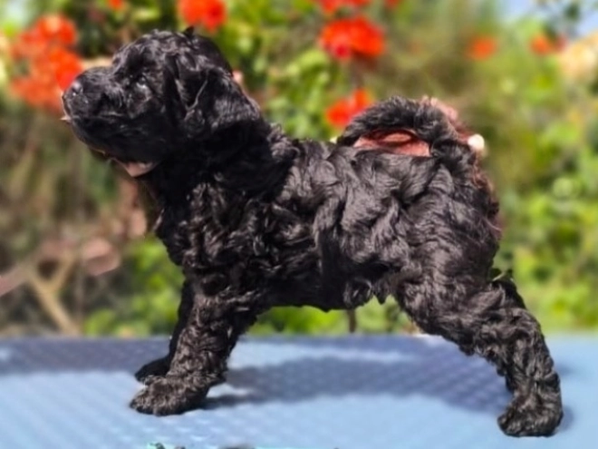 Kerry Blue Terrier Welpe kaufen