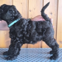 Mandrake, blue Kerry Blue Terrier for sale