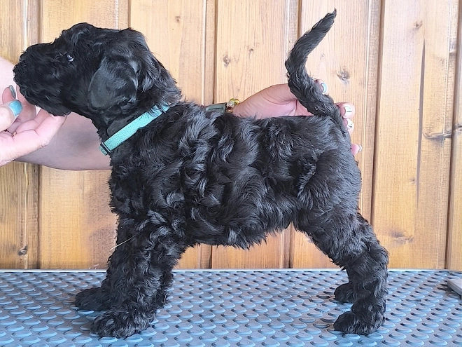 Kerry Blue Terrier Welpe kaufen