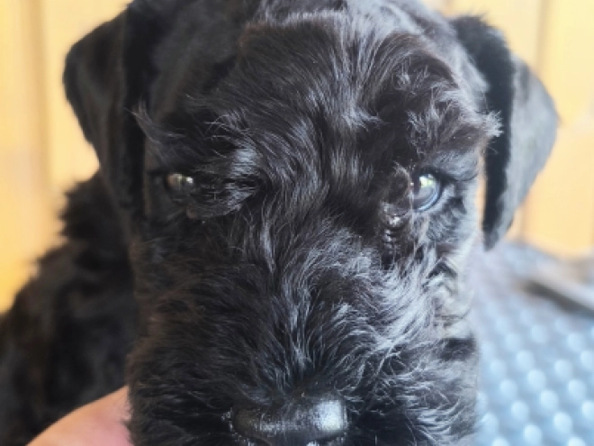 Kerry Blue Terrier Welpe kaufen