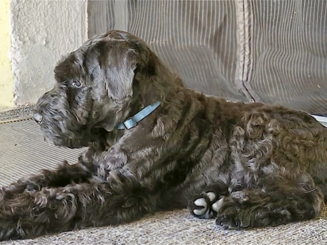 Kerry Blue Terrier Welpe kaufen