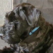 Mandrake, blue Kerry Blue Terrier Welpen kaufen