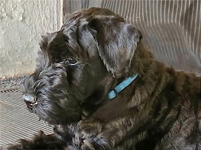 Kerry Blue Terrier Welpe kaufen