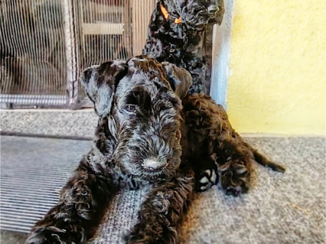 Kerry Blue Terrier Welpe kaufen