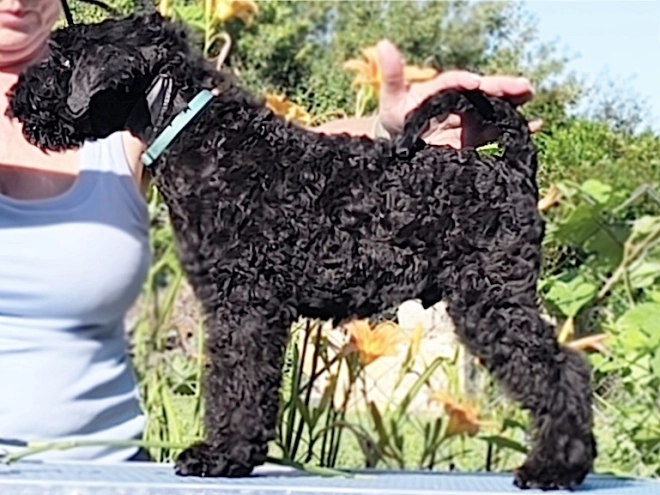 Kerry Blue Terrier Welpe kaufen