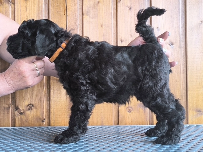Kerry Blue Terrier puppy for sale