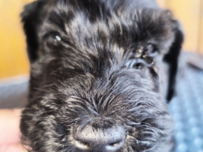 Kerry Blue Terrier puppy for sale