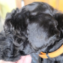 Brad, blue Kerry Blue Terrier for sale