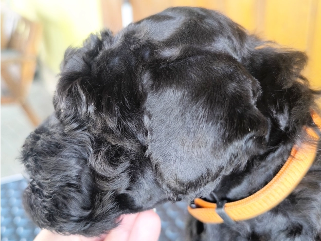 Kerry Blue Terrier puppy for sale