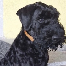 Brad, blue Kerry Blue Terrier for sale