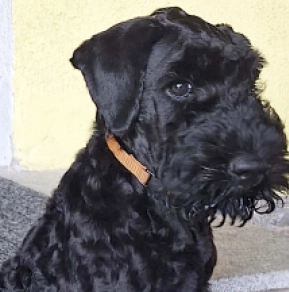 Kerry Blue Terrier Welpe kaufen