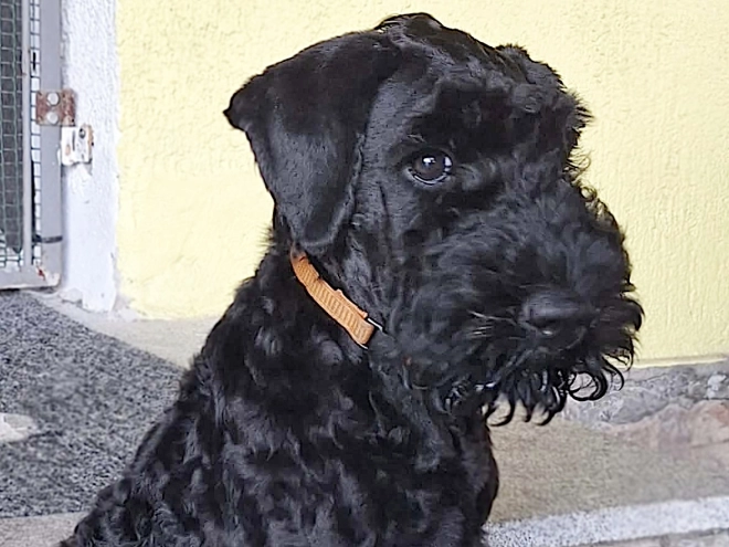 Kerry Blue Terrier puppy for sale