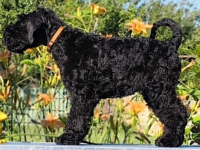 Kerry Blue Terrier puppy for sale