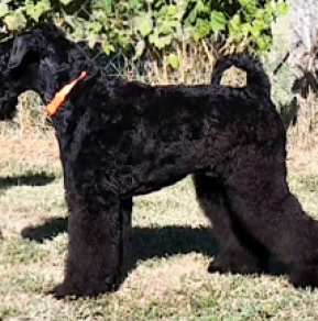 Kerry Blue Terrier puppy for sale