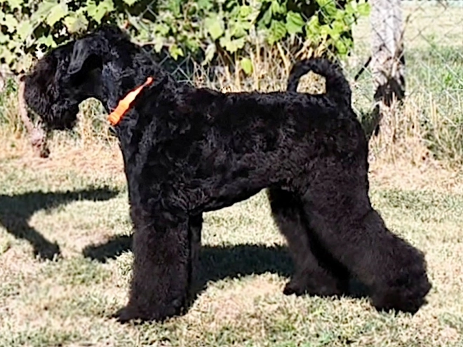 Kerry Blue Terrier puppy for sale