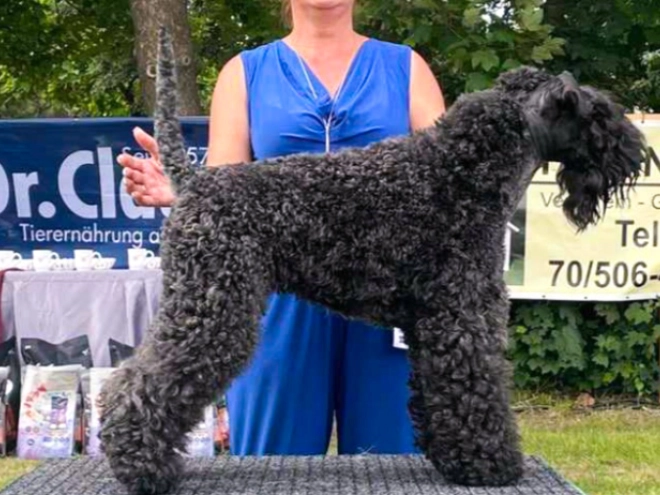 Kerry Blue Terrier puppy for sale