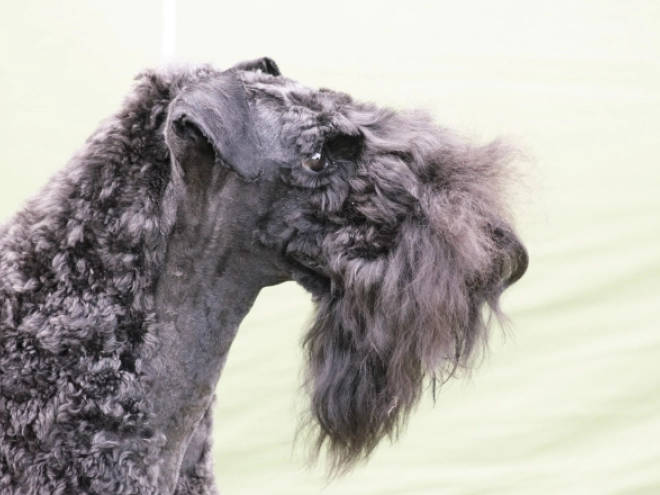 Kerry Blue Terrier puppy for sale