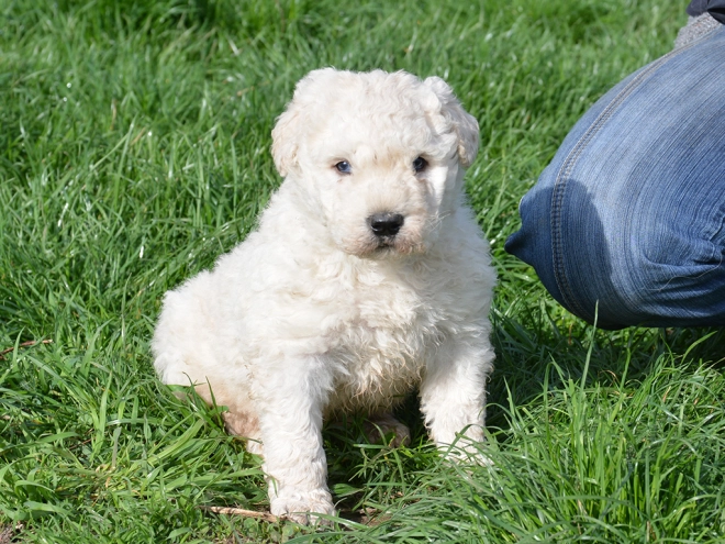 Komondor puppy for sale