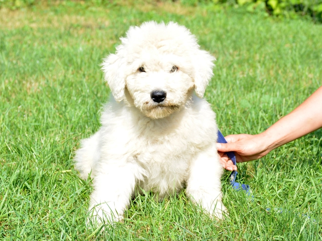 Komondor puppy for sale