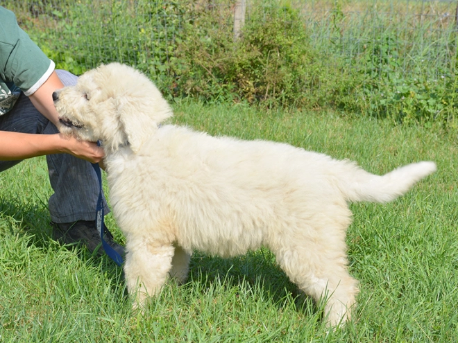 Komondor puppy for sale