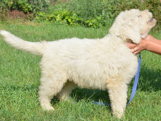Komondor puppy for sale