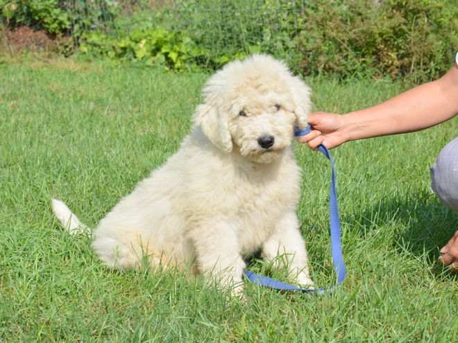 Komondor puppy for sale