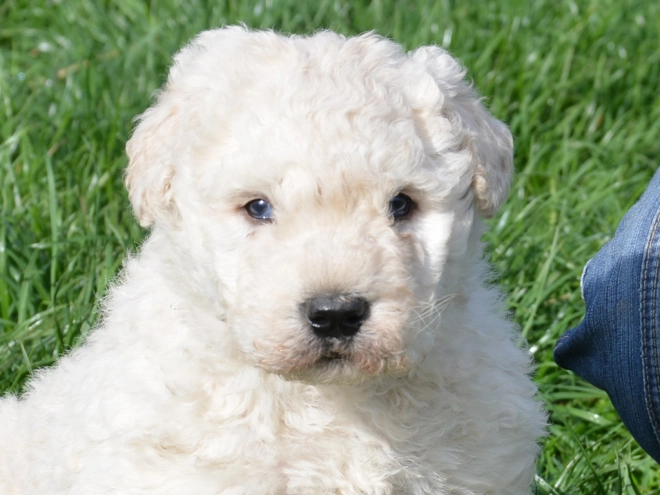 Komondor puppy for sale