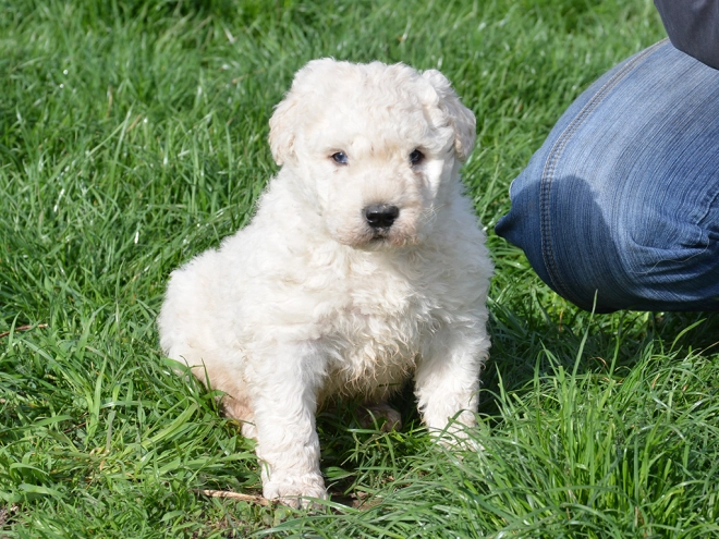 Komondor puppy for sale