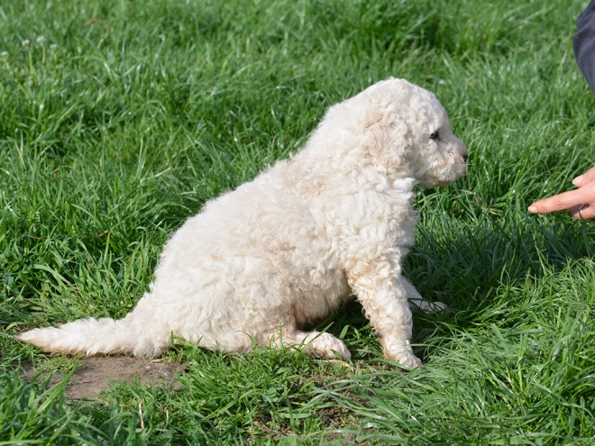 Komondor puppy for sale