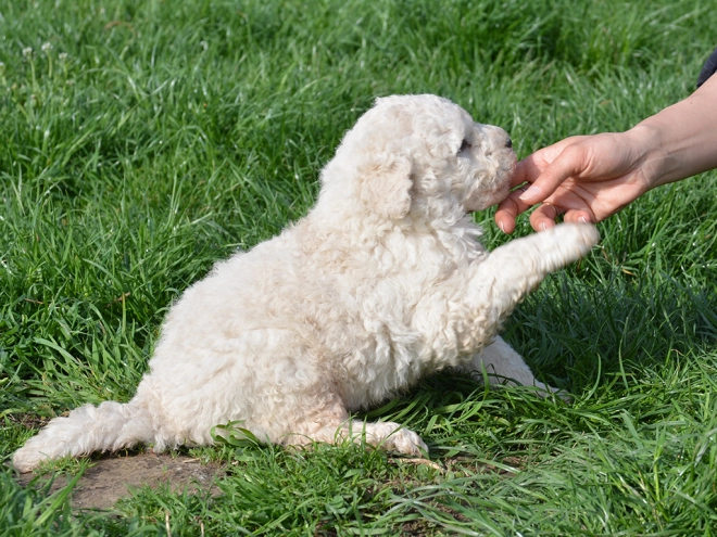 Komondor puppy for sale
