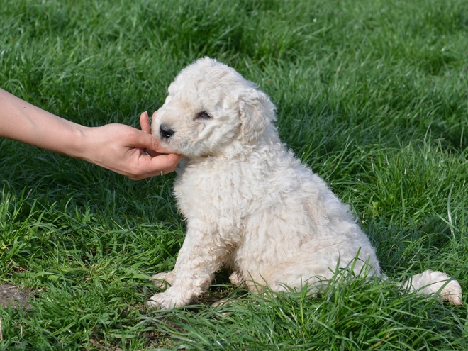 Komondor puppy for sale