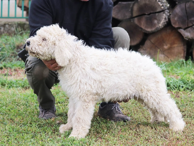 Perros Komondor en venta