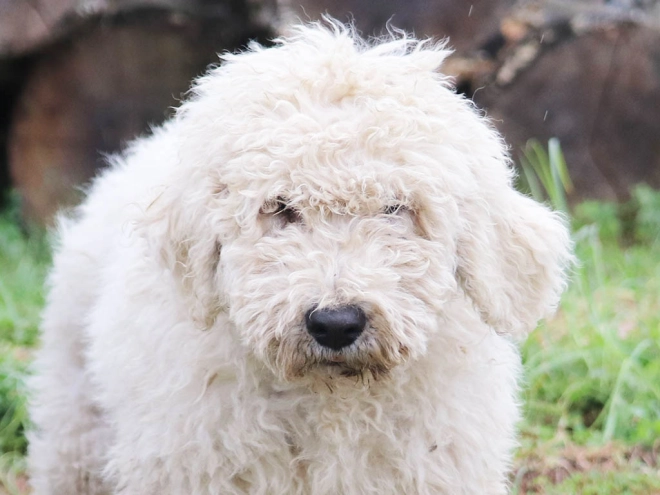 Perros Komondor en venta