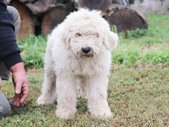 Perros Komondor en venta