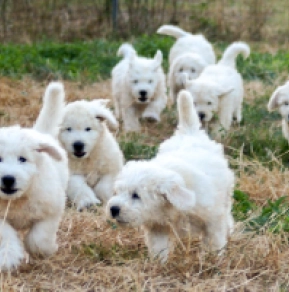 Komondor Welpe kaufen