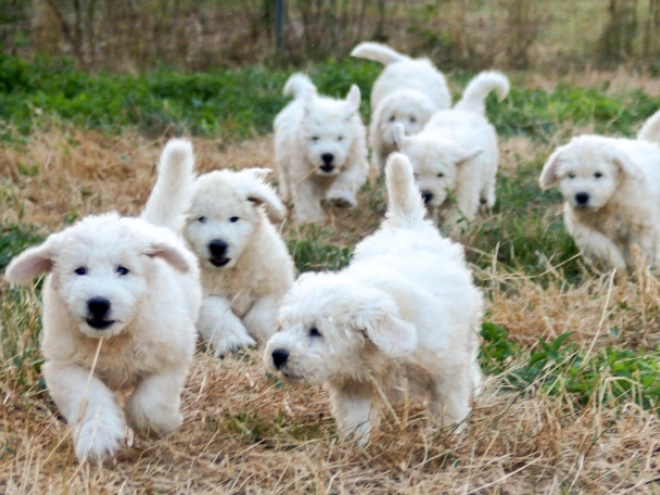 Komondor puppy for sale