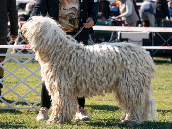 Komondor puppy for sale