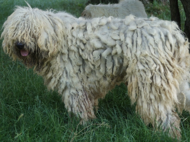 Komondor puppy for sale