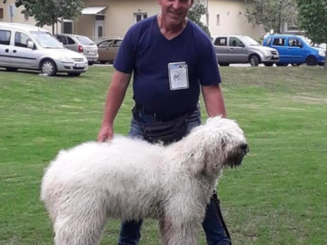 Perros Komondor en venta